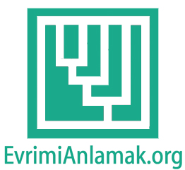 evrimianlamak